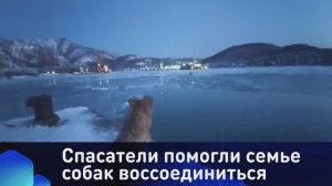 Спасатели помогли семье собак воссоединиться