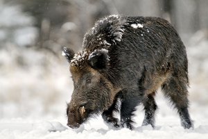 Встреча с кабаном-секачем!случай в тайге!