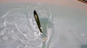 Новинка 2020 копия Imakatsu Riprizer Gekiasa 130 от AllBlue | Полный обзор плюс игра