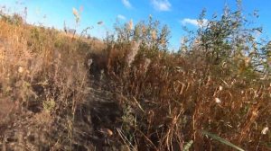 Разница между тростником и камышом