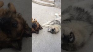 Маламут загрыз немецкую овчарку