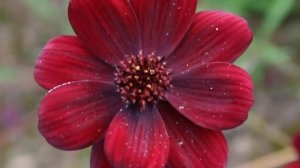 Цветок, который пахнет, как шоколад.