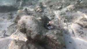 Мальдивы. Остров Куреду. Maldives Kuredu