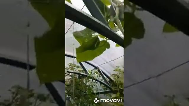 До поздней осени иметь огурцы и помидоры это очень просто! смотреть онлайн