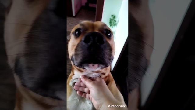 домашниеживотные