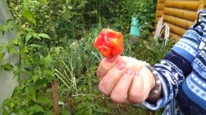 ОБЗОР ОГОРОДА 10 СЕНТЯБРЯ. УРОЖАЙНЫЕ СОРТА ОСТРОГО ПЕРЦА УРОЖАЙНЫЕ!