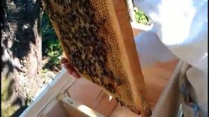 Переселяем пчёл с Дадана в Украинский улей Элементарно просто