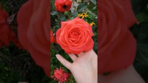 Роза Салита в красивом роспуске в сентябре