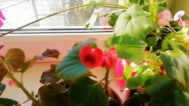 Кусочек лета на подоконнике. смотреть онлайн