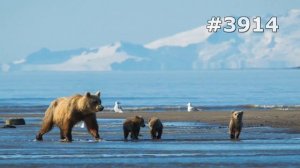 #3914. Медведи (В мире животных)