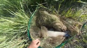 Рыбалка на реке Или ?. Ловля белого амура на камыш.3-5 июля 2020г.