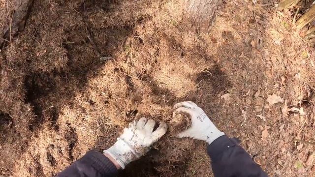 Бронзовка металлическая (Protaetia (Potosia) metallica).  Ловим Личинок