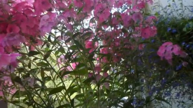 Цветы на моем балконе 2012г смотреть онлайн