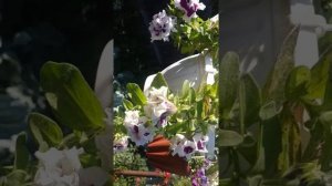 Махровая Вегетативная петуния