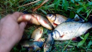 Золотые караси - лапти , попались в мордушку !