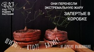 Шизобазис, церопегия Вуда, толстянка. Распаковка. Кто выжил?