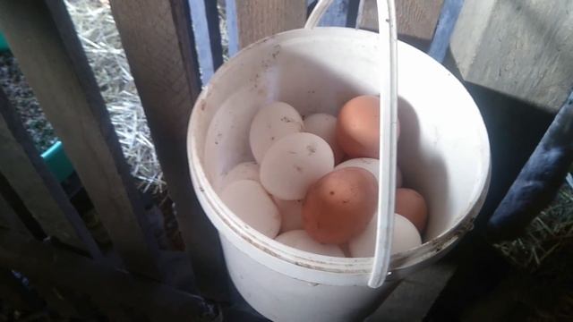 МОИ КУРЫ ЗИМОЙ смотреть онлайн