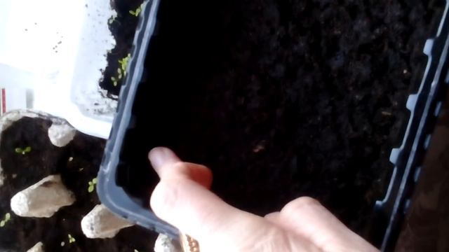 Пикировка петуний смотреть онлайн