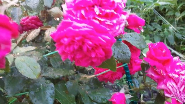 Роза Лагуна(Laguna ) Плетистая смотреть онлайн