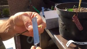 Прививка инжира