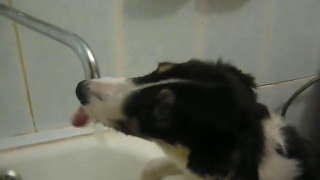 Любимая миска для воды Джа)) смотреть онлайн