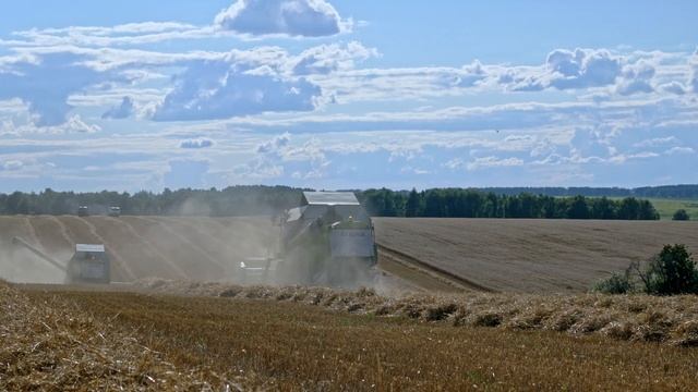 Урожай зерновых! Озимая пшеница! Claas Tucano 570, Mega 350, Medion 310! Август 2021!