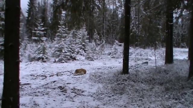 Снежный БАРС смотреть онлайн