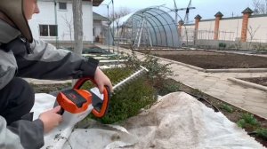 Как формировать самый колючий барбарис. Стрижка взрослого/молодого барбариса.