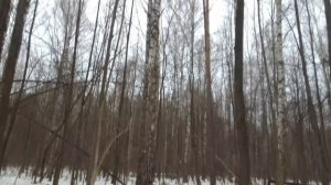 КАК ДОБЫВАЮТ БЕРЁЗОВЫЙ СОК (апрель 2024)