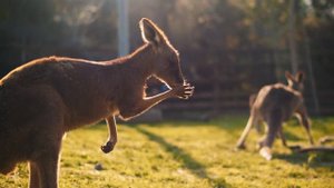 Australia Song | Song for Kids | Countries of the World