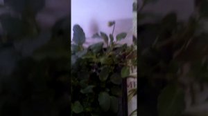 Зацветает Виола виттрока Кул Вейв Голден Еллоу часть 1