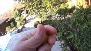 Кумкват созрел в Сочи.ЯНВАРЬ