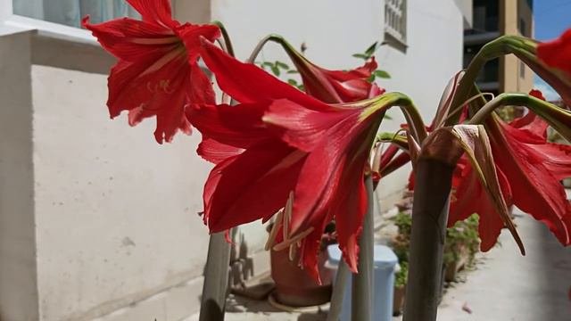 Hippeastrum