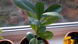 Мои комнатные цветы. Фикусы.