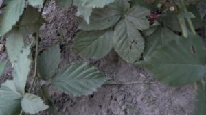 Самая крупная ягода бесшипной ежевики сорта Честер Торнлес