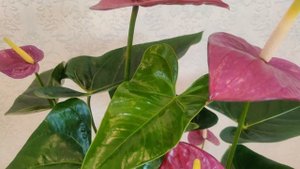 Цветы Вместе - Антуриум Виолет Хат Anthurium violet Heart 21/75.