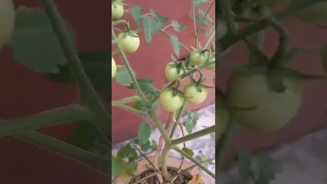 #tomato #cherry #garden #backyardgardening