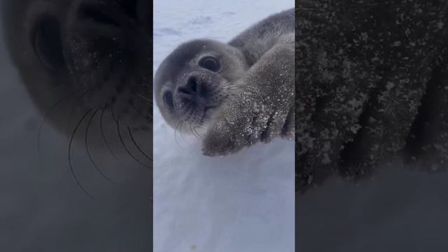 A baby Ross seal.
Usually, these animals choose remote, secluded places that are difficult for peopl