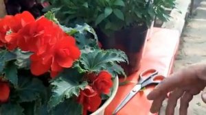 Как укоренить Цветы и Растения?ПРОСТОЙ СПОСОБ как Правильно черенковать цветы.mp4