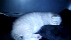 НЕЖДАННО НЕГАДАННО ИСТОРИЯ КОШКИ МАНЧКИН И ЛЕСНОГО КОТА.mp4