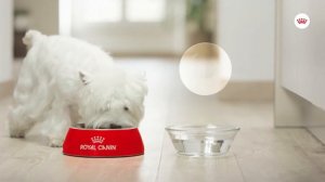 Royal Canin | Canine Care Nutrition | Sterilised