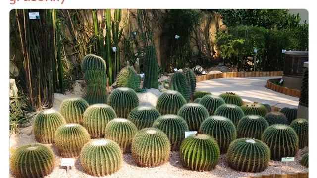 Эхинокактус Грузони (echinocactus grusonii) смотреть онлайн