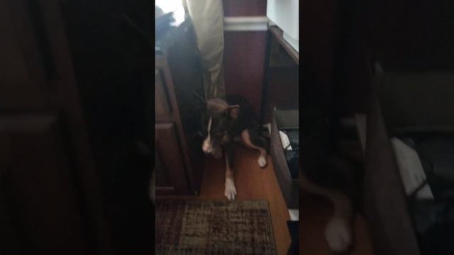 What I'm Grateful For - Mogu Time смотреть онлайн