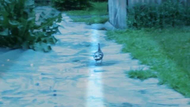 Это настоящая уточка у нас в саду?? смотреть онлайн