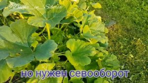 Как вырастить тыкву в открытом грунте?