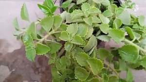 How to grow and care Ajwain plant /अजवाइन के पत्तों के क्या-क्या है फायदे@pratibhaterracegarden6494