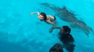 Подборка: Дельфины нападают на людей