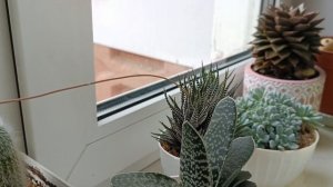 Коллекция кактусов. Кактусы из семян.