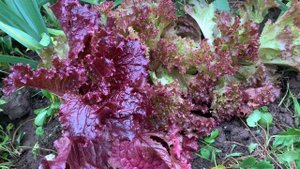 Король салатов! Лолла Росса!