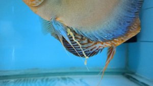 Гексамитоз и гельминтоз у дискусов